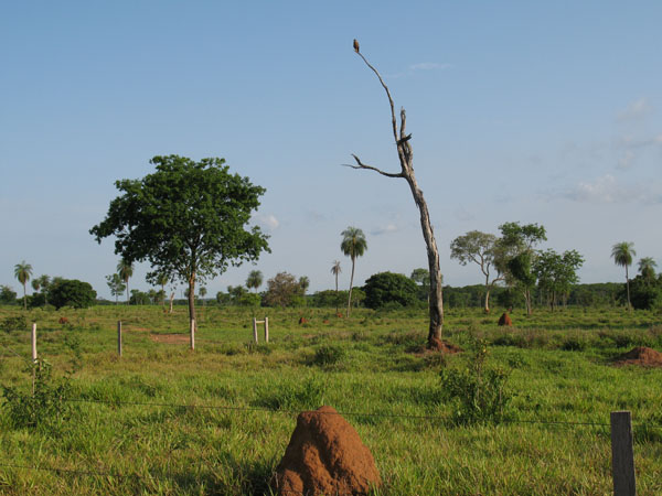 Pantanal-Landschaft